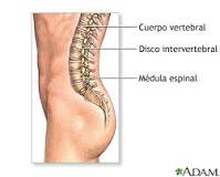 ¿Cómo se llama el hueso que protege la médula espinal?