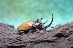 escarabajo rinoceronte que comen