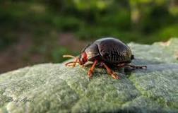 ¿Qué le puedo dar de comer a un escarabajo?