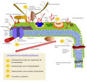 ¿Qué moléculas son las principales responsables de las propiedades físicas de la membrana celular?