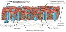 ¿Qué Macromolecula es más abundante en la membrana celular?