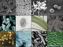 ¿Qué tipo de estructuras celulares se encuentran en los microorganismos?
