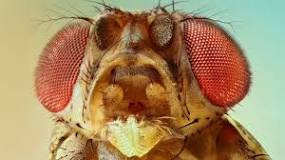 ¿Cuántos cromosomas tiene la mosca Drosophila melanogaster?