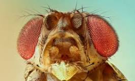 ¿Cuántos cromosomas tiene la mosca Drosophila melanogaster?
