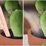 El Misterio de los Cactus Blandos y Arrugados