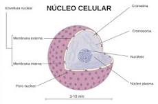 ¿Qué función tiene el núcleo?