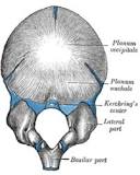 ¿Qué pasa por la protuberancia occipital externa?