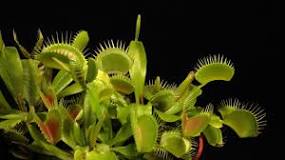 ¿Cómo se alimentan las plantas carnívoras y si son autótrofas o heterótrofas?