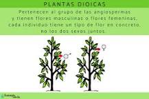 plantas monoicas ejemplos