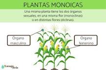 ¿Qué plantas son monoicas?
