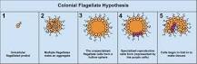 ¿Qué procariotas son pluricelulares?