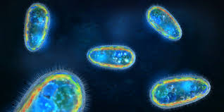 ¿Qué es un organismo procariota unicelular?