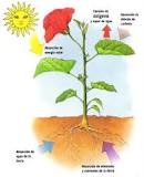 Cosechando Nutrientes: Cómo las Plantas y los Organismos Se Autosustentan - 3 - febrero 23, 2023
