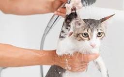¿Qué pasa si baño ami gato con shampoo normal?