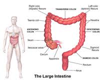 en qué parte del cuerpo está ubicado el colon descendente