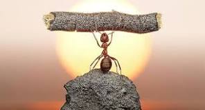 ¿Cuánto es 50 veces el peso de una hormiga?