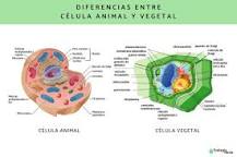 semejanzas entre la celula eucariota y procariota