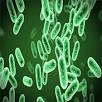 ¿Qué son las bacterias Termofilas ejemplos?