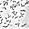 ¿Qué son las bacterias Termofilas ejemplos?