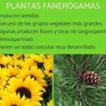 Plantas Fanerogámicas: Un Vistazo a lo que la Naturaleza Ofrece