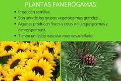 Plantas Fanerogámicas: Un Vistazo a lo que la Naturaleza Ofrece - 3 - febrero 23, 2023