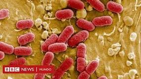 ¿Cuáles son los 4 tipos de bacterias?
