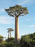 género al que pertenece el árbol baobab