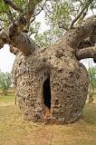 genero al que pertenece el arbol baobab