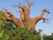 ¿Qué son los baobabs en el cuento del Principito?