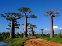 ¿Qué características tienen los baobabs?