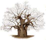 ¿Qué características tienen los baobabs?