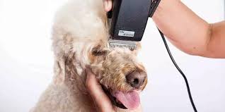 ¿Qué máquina es buena para peluquería canina?