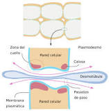 ¿Qué son plasmodesmos y cuál es su función?