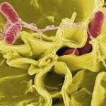 ¿Qué sabemos sobre bacterias?