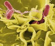 ¿Qué necesita la bacteria para desarrollarse?