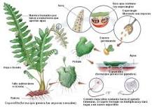 ¿Qué tipo de plantas son los helechos y los musgos?