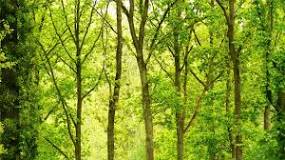 ¿Qué significa bosque templado caducifolio?