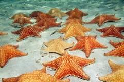 partes de una estrella de mar