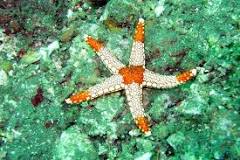 la estrella de mar es vertebrado o invertebrado