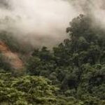Fauna Subtropical: Descubriendo el Clima
