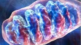 ¿Qué es la mitocondria y cuál es su función?