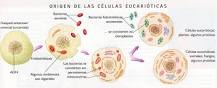 ¿Cuál es el proceso de evolución celular?