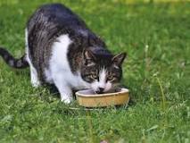 ¿Qué jamón puede comer un gato?