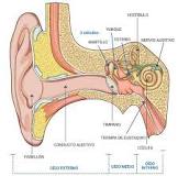 ¿Cuál es la función del oído para niños?