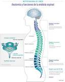 ¿Qué pasa si se desconecta el cerebro de la médula espinal?