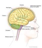 sistema nervioso conformado por los nervios que nacen del cerebro y de la médula espinal