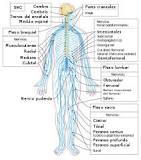 ¿Qué es el sistema nervioso Somatico y cuáles son sus funciones?