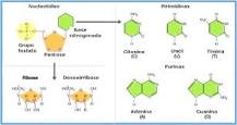 ¿Cuáles son los 4 tipos de nucleótidos?