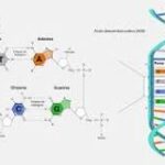 Enrollando los Genes: Las Largas Cadenas del ADN