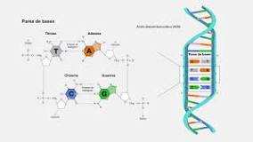 Enrollando los Genes: Las Largas Cadenas del ADN - 3 - febrero 23, 2023